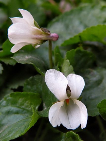fialka voňavá (albín) Viola odorata  L.