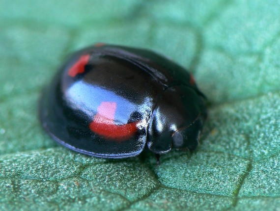 lienka Exochomus quadripustulatus Linnaeus, 1758