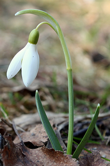 snežienka jarná Galanthus nivalis L.