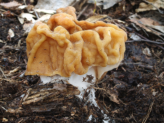 ušiak obrovský Gyromitra gigas (Krombh.) Cooke