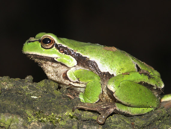 rosnička zelená Hyla arborea