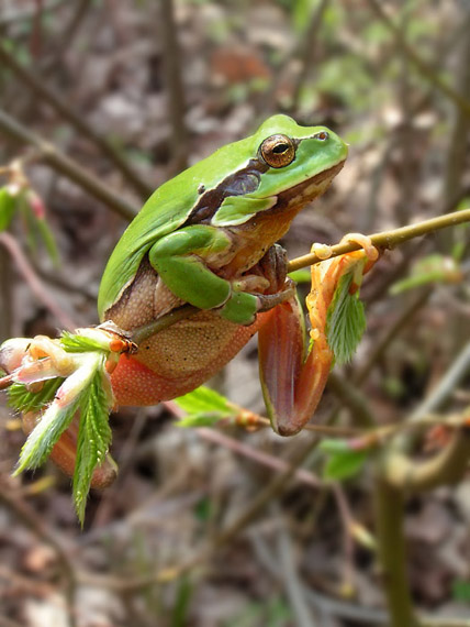 rosnička zelená  Hyla arborea