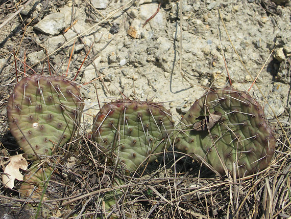 opuncia  Opuntia