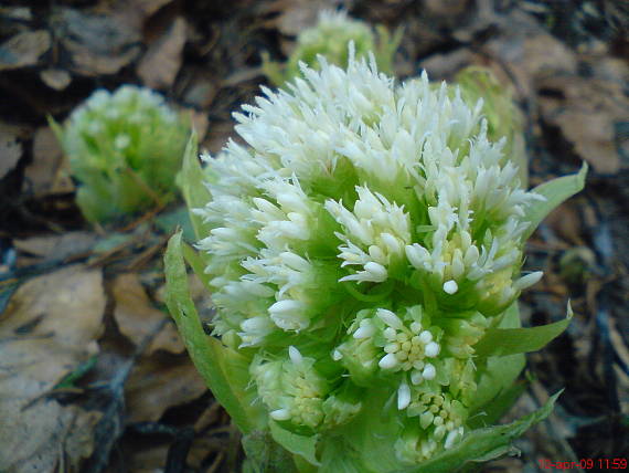 deväťsil biely Petasites albus (L.) P. Gaertn.