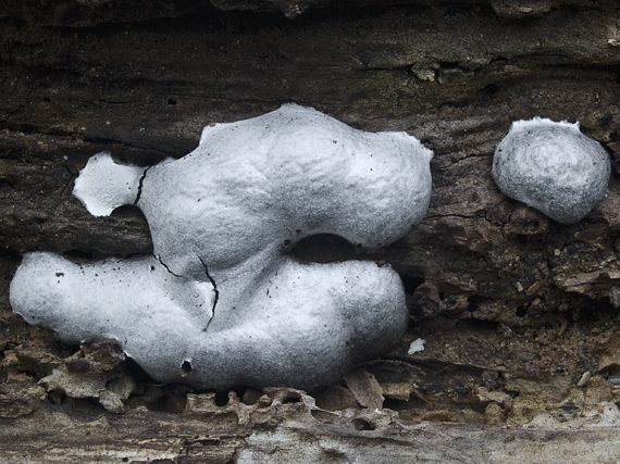 sieťnatka obyčajná Reticularia lycoperdon Bull.