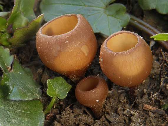 hľuznatka  Sclerotinia ficariae Rehm