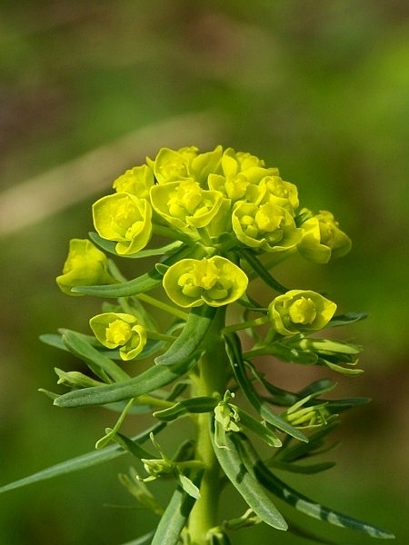 mliečnik Tithymalus sp.