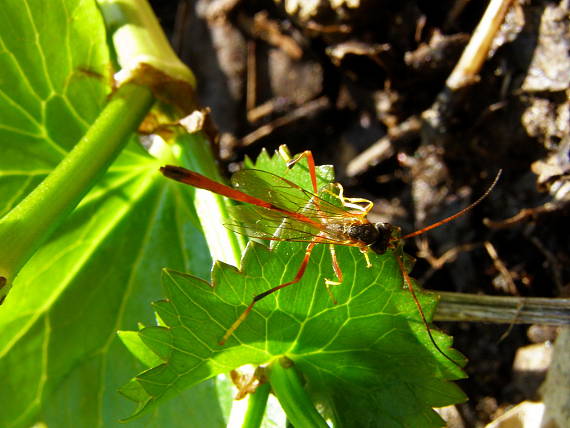 čeľaď - Ichneumonidae (lumkovité) Anomaloninae