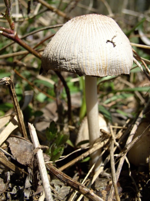 hnojník atramentový? Coprinopsis atramentaria?