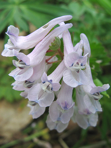 chochlačka dutá Corydalis cava (L.) Schweigg. et Körte