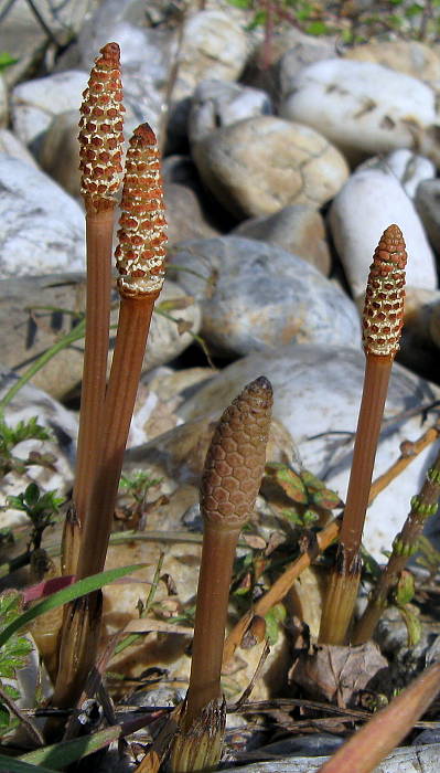 praslička roľná Equisetum arvense L.