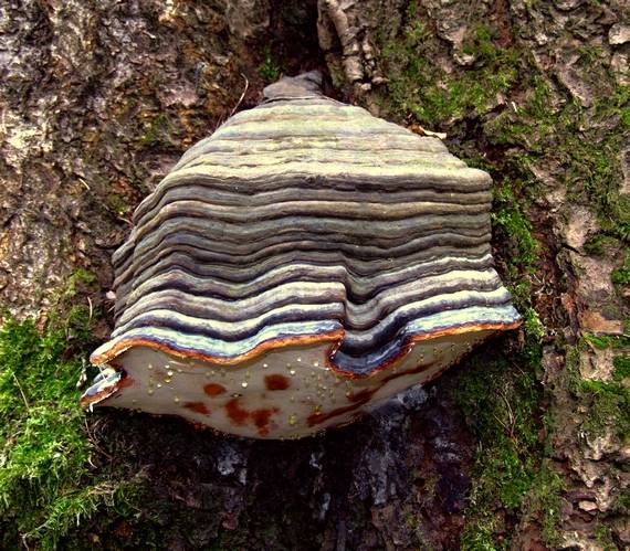 práchnovček pásikavý Fomitopsis pinicola (Sw.) P. Karst.