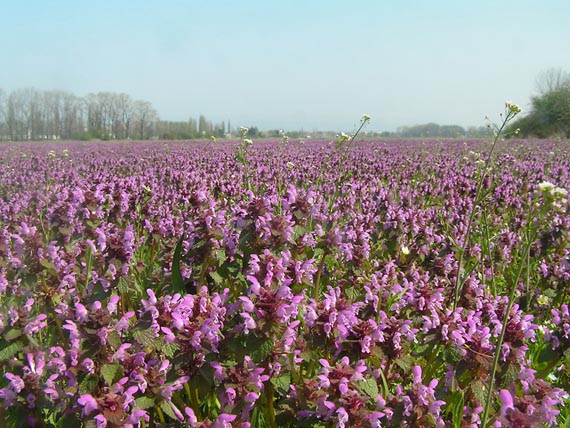 hluchavka purpurová - hluchavka nachová Lamium purpureum L.