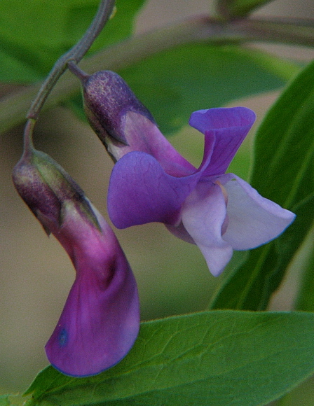 hrachor jarný Lathyrus vernus (L.) Bernh.