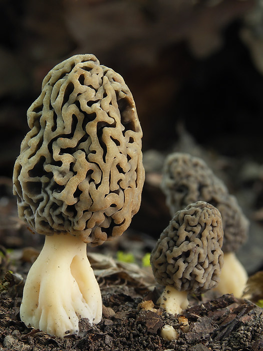 smrčok jedlý Morchella esculenta (L.) Pers.