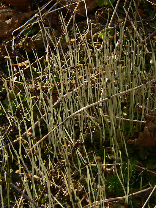 brehovka Pellia sp.