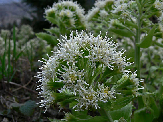 deväťsil biely Petasites albus (L.) P. Gaertn.