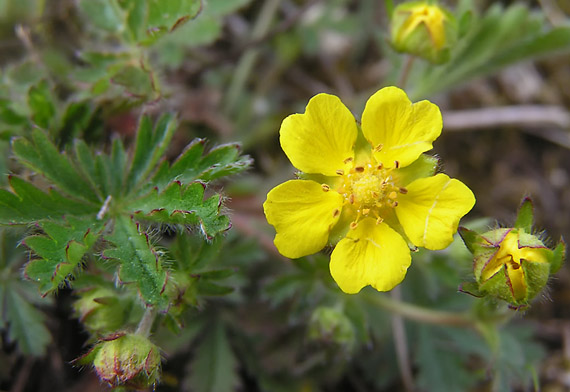 nátržník sedmolistý  - mochna sedmilistá Potentilla heptaphylla L.