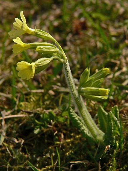 prvosienka vyššia Primula elatior (L.) L.