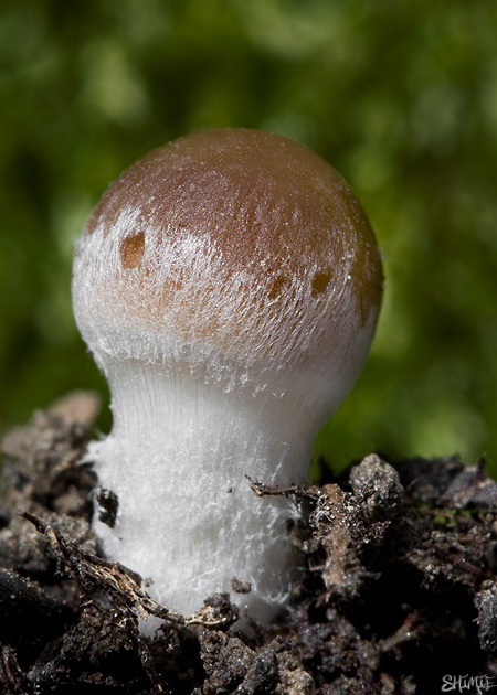 drobuľka Psathyrella sp.