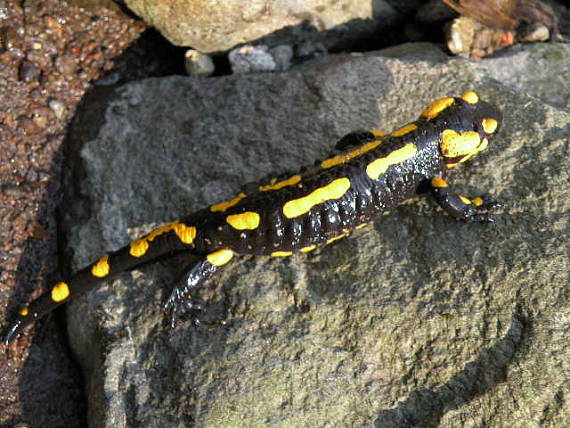 salamandra škvrnitá Salamandra salamandra