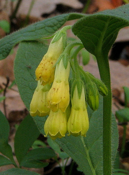 kostihoj hľuznatý Symphytum tuberosum L.