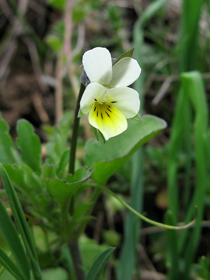 fialka roľná Viola arvensis Murray