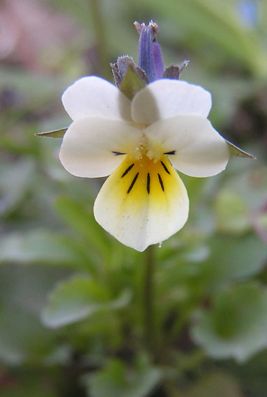 fialka roľná - violka rolní Viola arvensis Murray