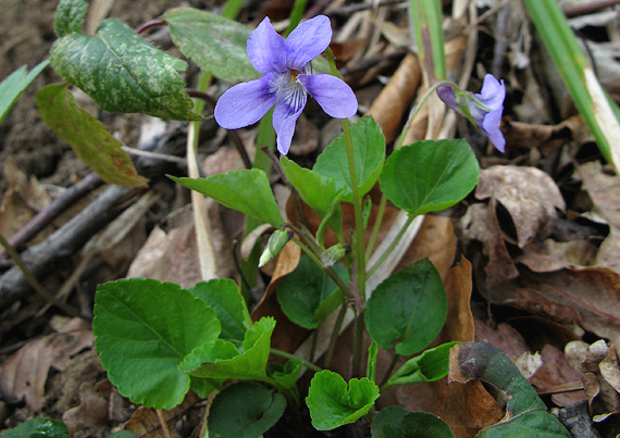 fialka lesná Viola reichenbachiana Jord. ex Boreau