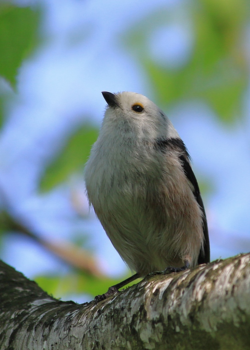 mlynárka dlhochvostá Aegithalos caudatus