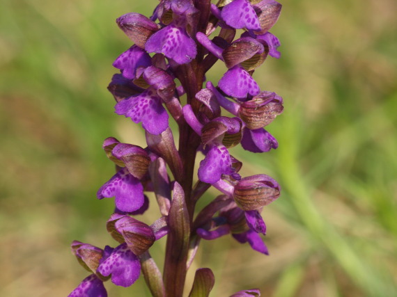 červenohlav obyčajný Anacamptis morio (L.) R. M. Bateman, A. M. Pringeon & M. W. Chase