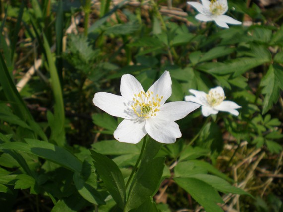 veternica hájna Anemone nemorosa L.