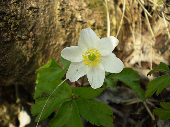 veternica hájna Anemone nemorosa L.