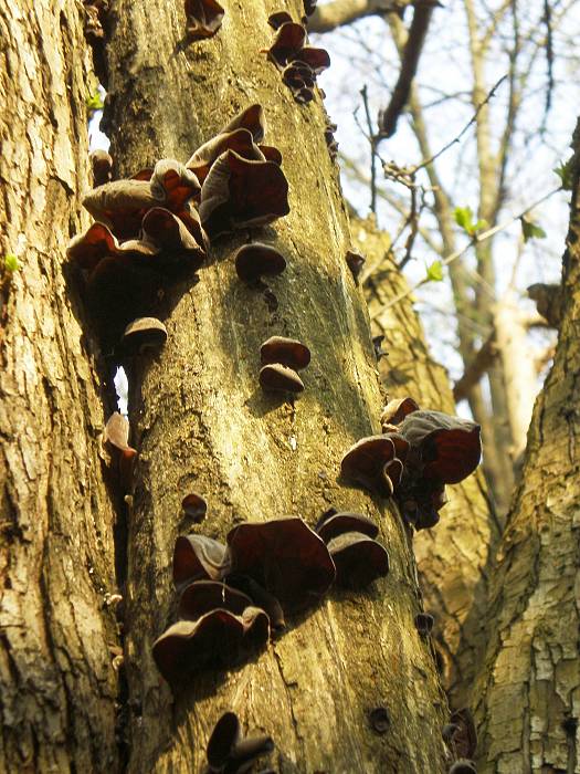 uchovec bazový Auricularia auricula-judae (Bull.) Quél.