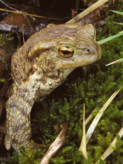 ropucha bradavičnatá Bufo bufo