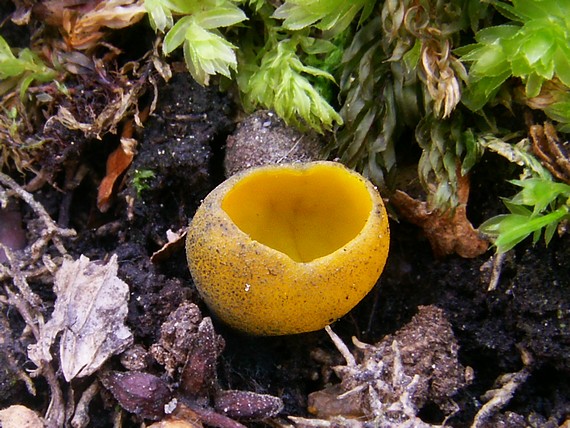 pohárovka ohnivá Caloscypha fulgens (Pers.) Boud.