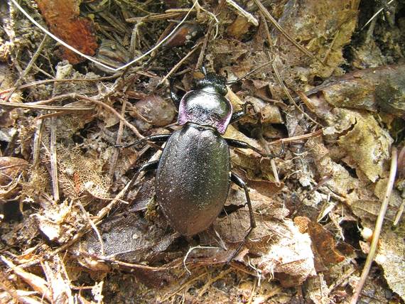 bystruška Carabus nemoralis