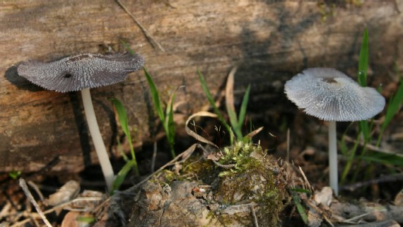 hnojník žltostredový? Coprinellus xanthothrix?