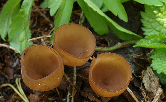 hľuznatka veternicová Dumontinia tuberosa (Bull.) L.M. Kohn