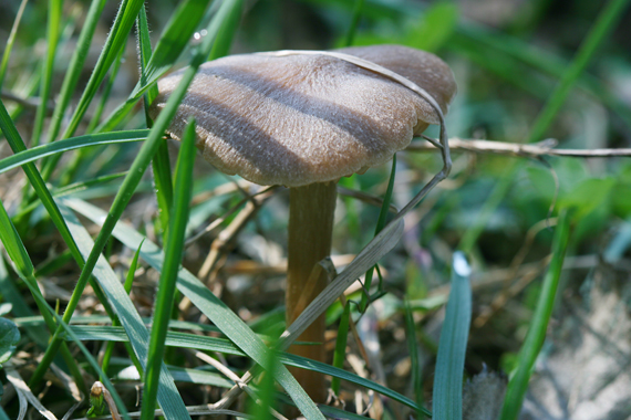 hodvábnica včasná Entoloma vernum S. Lundell