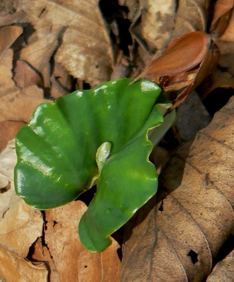 buk lesný -semenáčik Fagus sylvatica L.