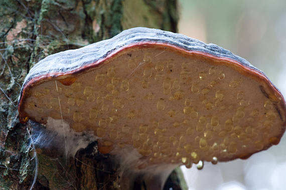 práchnovček pásikavý Fomitopsis pinicola (Sw.) P. Karst.