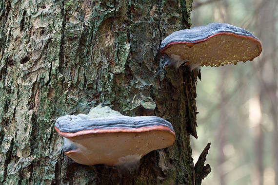 práchnovček pásikavý Fomitopsis pinicola (Sw.) P. Karst.