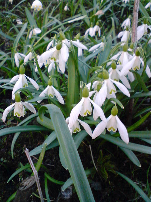 snežienka jarná Galanthus nivalis L.