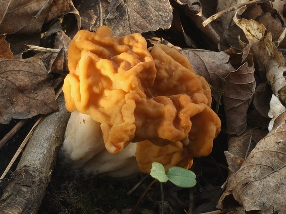 ušiak obrovský Gyromitra gigas (Krombh.) Cooke