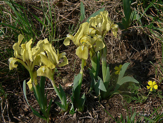 kosatec nízky Iris pumila L.