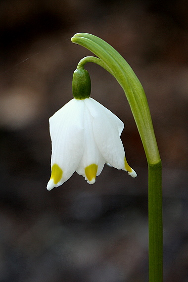 bledule jarní Leucojum vernum L.