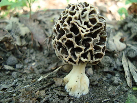 smrčok jedlý Morchella esculenta (L.) Pers.