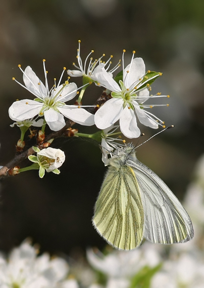 mlynárik repkový Pieris napi