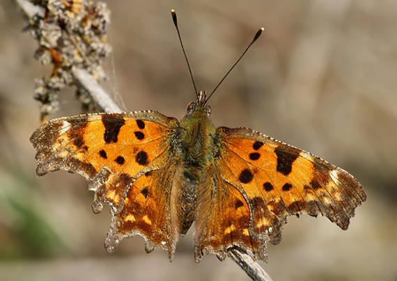 babôčka zubatokrídla  Polygonia c-album